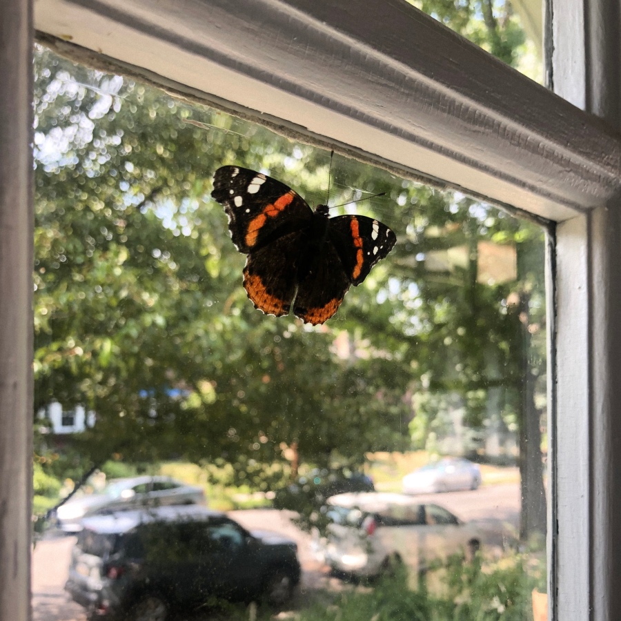 A butterfly on a window