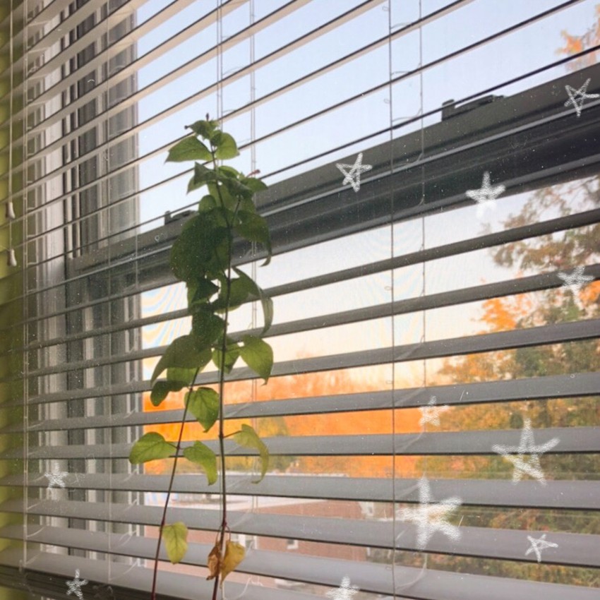 A plant in front of a window, with orange-leaved trees outside and white stars overlaid on top of the image